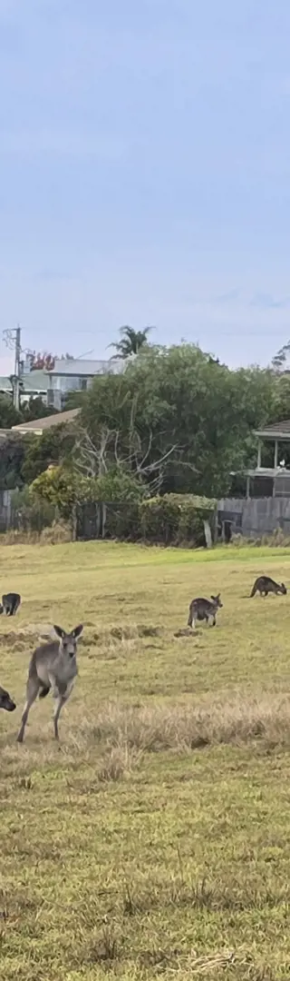 Grasend am Gartenzaun – keine Kühe, sondern Kängurus